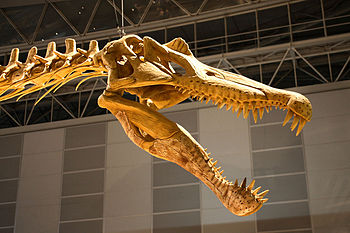 Spinosaurus - 04