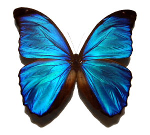 Blue morpho butterfly 300x271